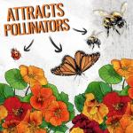 350+ Non-GMO Jewel Mixture Nasturtium Seeds