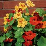 350+ Non-GMO Jewel Mixture Nasturtium Seeds
