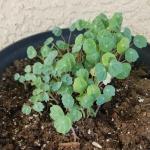 350+ Non-GMO Jewel Mixture Nasturtium Seeds