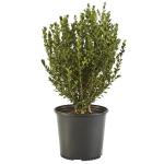 Wintergreen Boxwood Plant - 1 Gallon Pot