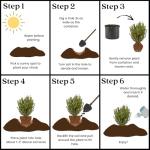 Wintergreen Boxwood Plant - 1 Gallon Pot