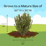 Wintergreen Boxwood Plant - 1 Gallon Pot