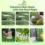 Outsidepride Irish Moss Ground Cover Seeds - 10000 Pcs Perennial Low Growing, Mat-Forming Lawn Alternative, Outdoor Ground Cover Seeds with Shade Tolerance, Ideal for Pathways and Rock Gardens