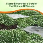 Outsidepride Irish Moss Ground Cover Seeds - 10000 Pcs Perennial Low Growing, Mat-Forming Lawn Alternative, Outdoor Ground Cover Seeds with Shade Tolerance, Ideal for Pathways and Rock Gardens