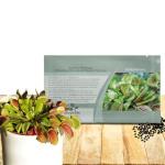 Outsidepride Venus Flytrap Seeds - 10 Pcs Perennial, Unique & Carnivorous, Indoor Plant Seeds for House Plants, Easy to Grow & Low Maintenance, Ideal for Terrariums, Pots, & Non-Winter Hardy Zones