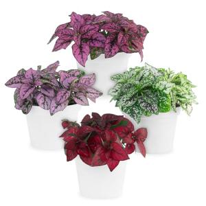 Polka Dot Plant Collection (4-Pack) - House Plants Indoors Live, Colorful Plants Live houseplants, Air Purifying Live Indoor House Plants, (Red, White, Rose, and Pink) Indoor Plants Live houseplants.