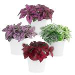 Polka Dot Plant Collection (4-Pack) - House Plants Indoors Live, Colorful Plants Live houseplants, Air Purifying Live Indoor House Plants, (Red, White, Rose, and Pink) Indoor Plants Live houseplants.
