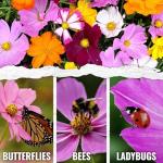 Seed Needs Flower Seeds Cosmos Crazy Blend No Filler 10+ Varieties Cosmos | Cosmo Bipinnatus Open Pollinated Untreated | Resealable Packaging Keeps Seeds Fresh | Bulk Cosmos Flowering Seed Mix