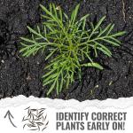 Seed Needs Flower Seeds Cosmos Crazy Blend No Filler 10+ Varieties Cosmos | Cosmo Bipinnatus Open Pollinated Untreated | Resealable Packaging Keeps Seeds Fresh | Bulk Cosmos Flowering Seed Mix