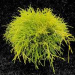 Gold Mop Cypress Shrub – 2.5 Qt Size