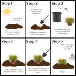 Gold Mop Cypress Shrub – 2.5 Qt Size