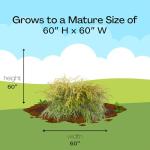 Gold Mop Cypress Shrub – 2.5 Qt Size