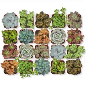 Assorted Live Succulent Plants - 20 Pack