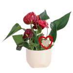 Anthurium Live Plant in Charming Pot - 10-12 Inches