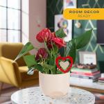 Anthurium Live Plant in Charming Pot - 10-12 Inches