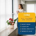 Anthurium Live Plant in Charming Pot - 10-12 Inches