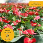 Anthurium Live Plant in Charming Pot - 10-12 Inches