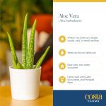 Aloe Vera Succulent Plant (2 Pack) in Pots