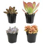 Assorted Rosette Succulents in Potting Soil (4PK)