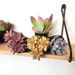 Assorted Rosette Succulents in Potting Soil (4PK)