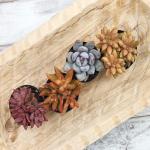 Assorted Rosette Succulents in Potting Soil (4PK)