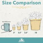 Assorted Rosette Succulents in Potting Soil (4PK)