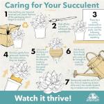 Assorted Rosette Succulents in Potting Soil (4PK)