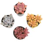 Assorted Rosette Succulents in Potting Soil (4PK)