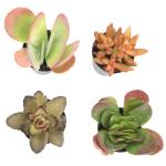 Assorted Rosette Succulents in Potting Soil (4PK)