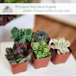Altman Plants Live Succulents 6-Pack, Mini Plants Succulent Mix, Live Plants, Mini Succulents & Succulent Gifts, House Plants, Live Succulent Plants, Outdoor & Indoor Plants for Event, Wedding, Crafts