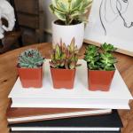 Altman Plants Live Succulents 6-Pack, Mini Plants Succulent Mix, Live Plants, Mini Succulents & Succulent Gifts, House Plants, Live Succulent Plants, Outdoor & Indoor Plants for Event, Wedding, Crafts