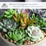 Altman Plants Live Succulents 6-Pack, Mini Plants Succulent Mix, Live Plants, Mini Succulents & Succulent Gifts, House Plants, Live Succulent Plants, Outdoor & Indoor Plants for Event, Wedding, Crafts
