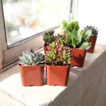 Altman Plants Live Succulents 6-Pack, Mini Plants Succulent Mix, Live Plants, Mini Succulents & Succulent Gifts, House Plants, Live Succulent Plants, Outdoor & Indoor Plants for Event, Wedding, Crafts