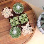 Altman Plants Live Succulents 6-Pack, Mini Plants Succulent Mix, Live Plants, Mini Succulents & Succulent Gifts, House Plants, Live Succulent Plants, Outdoor & Indoor Plants for Event, Wedding, Crafts