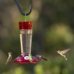 Ruby Hummingbird Feeder with 4 Feeding Stations