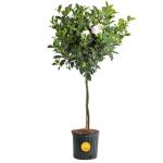 Costa Farms Gardenia Live Plant in 10-Inch Pot – Fragrant Live Flowering Shrub with Glossy Green Foliage | Indoor or Outdoor Use | Perfect for Patios, Entryways, and Gifts