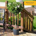 Costa Farms Gardenia Live Plant in 10-Inch Pot – Fragrant Live Flowering Shrub with Glossy Green Foliage | Indoor or Outdoor Use | Perfect for Patios, Entryways, and Gifts