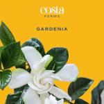 Costa Farms Gardenia Live Plant in 10-Inch Pot – Fragrant Live Flowering Shrub with Glossy Green Foliage | Indoor or Outdoor Use | Perfect for Patios, Entryways, and Gifts