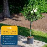 Costa Farms Gardenia Live Plant in 10-Inch Pot – Fragrant Live Flowering Shrub with Glossy Green Foliage | Indoor or Outdoor Use | Perfect for Patios, Entryways, and Gifts