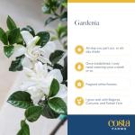 Costa Farms Gardenia Live Plant in 10-Inch Pot – Fragrant Live Flowering Shrub with Glossy Green Foliage | Indoor or Outdoor Use | Perfect for Patios, Entryways, and Gifts