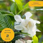 Costa Farms Gardenia Live Plant in 10-Inch Pot – Fragrant Live Flowering Shrub with Glossy Green Foliage | Indoor or Outdoor Use | Perfect for Patios, Entryways, and Gifts