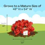 Encore Azalea Autumn Bravo Shrub, 1 Gal, Blazing Red