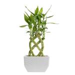Medium Lucky Bamboo Plant with Black Ceramic Planter
