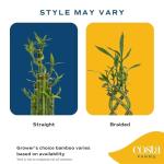 Medium Lucky Bamboo Plant with Black Ceramic Planter