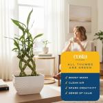 Medium Lucky Bamboo Plant with Black Ceramic Planter