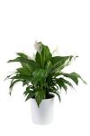 Peace Lily Plant – Air-Purifying Indoor Houseplant