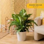 Peace Lily Plant – Air-Purifying Indoor Houseplant