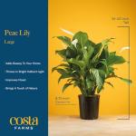 Peace Lily Plant – Air-Purifying Indoor Houseplant