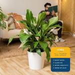 Peace Lily Plant – Air-Purifying Indoor Houseplant
