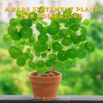 Stephania Cepharantha – Rare Caudex Plant – Live Indoor Houseplant – Unique Decorative Plant for Home or Office – Easy Care Exotic Succulent